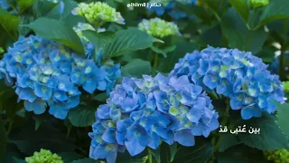 سلمي يانفس في حكم القضاء 