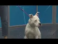 SPCA Today - Carlisle
