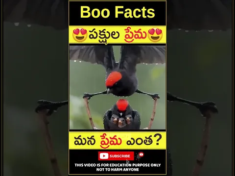 పక్షి ప్రేమ😍 సూపర్ కదా..#youtubeshorts #shorts #viral #birdslovers #boofacts
