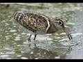 Download Lagu suara pikat burung berkik dajamim ampuh 💯  Jangan lupa SAKEREB 👍