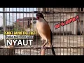 Download Lagu burung cendet gacor NARUNG BONGKAR ISIAN PANCINGAN CENDET AGAR BUNYI bikin BURUNG PENTET GACOR NYAUT