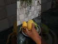 Download Lagu HOW DO YOU OPEN MANGO? | MANGO SEASON SPECIAL | KITCHEN HACKS