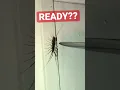 The leg that got away - basement bug hunt