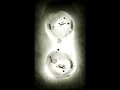 Cell Division short Animation of cell