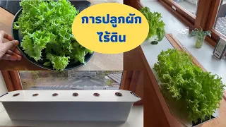 การปลูกผักไฮโดรโปนิกส์ แบบง่ายๆ |how to plant hydroponics at home.
