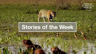 Jaguar Conservation & How Quantum Computing Impacts Data Security | WEF | Stories of the Week
