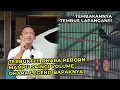 Download Lagu Murai  Batu Ohara Reborn Mampu Saingi Prestasi Murai Batu Ohara Legend 3M?
