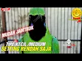 Lagu SIMAK DAN PAHAMI❗CUCAK IJO BODY KECIL MUDAH ON JAMTROK DIBAWAH,HARUS JELI DILOKASI LOMBA||KICAUMANIA