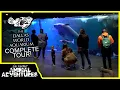 Touring The Dallas World Aquarium everything you can expect to see