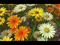 Vision (O Euchari, in leta via) Symphonia 53 - St. Hildegard of Bingen.
