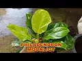 How to Propagate Philodendron Moonlight