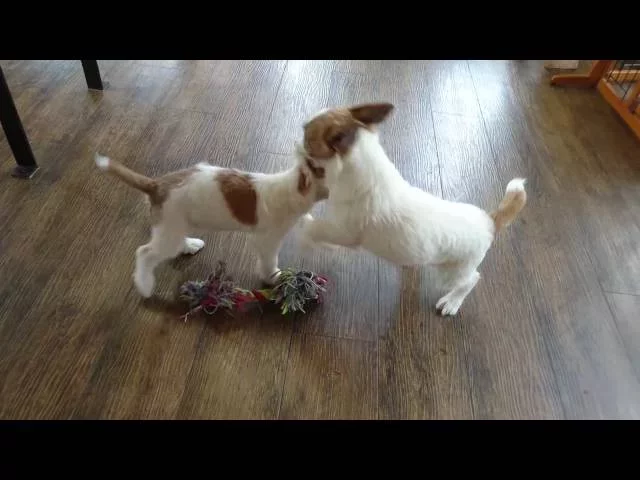 動画