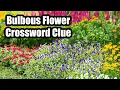 Cracking the Crossword Unveiling the Bulbous Flower Clue