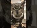 Download Lagu The call of a great horned owl