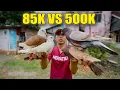 Download Lagu BERUNTUNG!! MENEMUKAN MERPATI KENCENG HARGA 85K