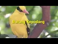 Download Lagu KICAU BURUNG KEPODANG EMAS GACOR UNTUK MASTERAN DAN PANCINGAN