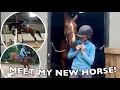 SOMEHOW I VE NEVER BOUGHT A HORSE BEFORE THIS