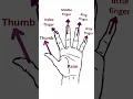 Download Lagu All finger name ।। finger name in english ।। word meaning in english