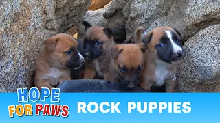 Seven puppies under rocks + an unexpected surprise!