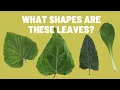 Learn to Recognize Different Types of Leaf Shapes Plant Leaves
