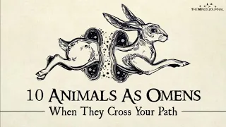 10 Animals As Omens and Their Meaning When They Cross Your Path