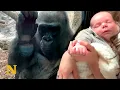 Download Lagu Gorilla Mother Admires Human Baby - Shows her own Family