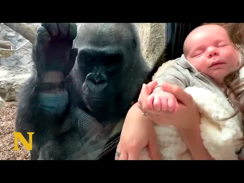 Download MP3 Gorilla Mother Admires Human Baby - Shows her own Family