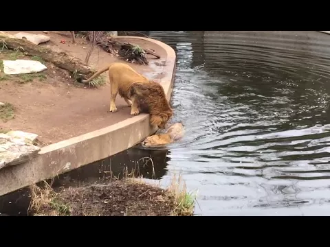 Smart Lion falls into water FUNNY Lu00f6we fu00e4llt ins Wasser