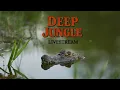 Lagu Deep Jungle  Live Stream