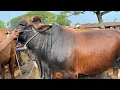 Download Lagu UPDATE HARGA SAPI QURBAN 2025 || HARGA HANCUR LEBUR Pasar Kliwon Wirosari Grobogan
