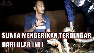 Download ULAR INI KELUARKAN SUARA ANEH SAAT DI RESCUE ! A OPIK TAKUT MP3