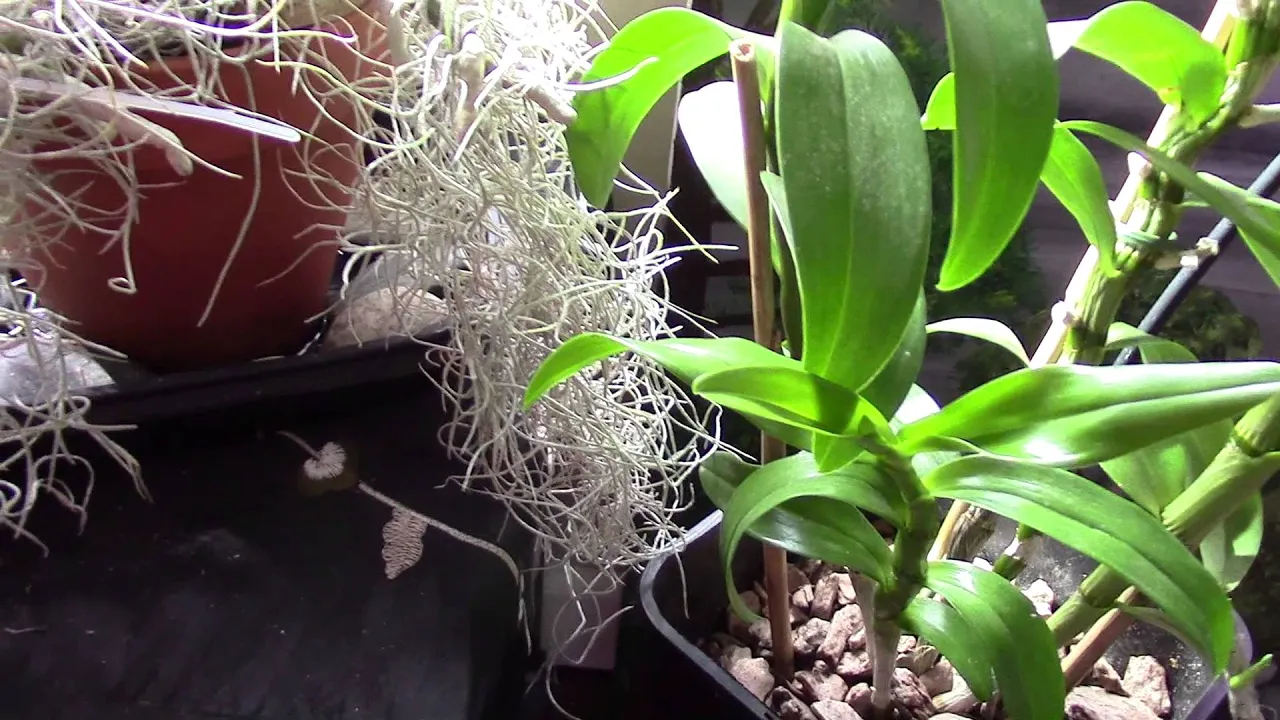 ORCHID MOUNTED ON DRIFT WOOD AND MY VANDA IN BLOOM
