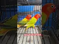 Download Lagu Lovebird #love #shorts