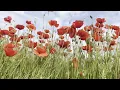 Red poppies from the field the flower of love symbol of hope and peace