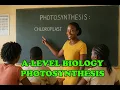 PHOTOSYNTHESIS Structure Function of CHLOROPLAST CHLOROPHYLLS A-Level Biology