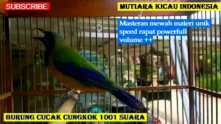 Download Cucak Cungkok VS Kapas Tembak Masteran Untuk Murai Batu Cucak Ijo Kacer Anis Cendet Pleci Trucukan MP3