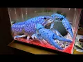 Download Lagu New Giant BLUE LOBSTER For My Aquarium