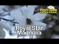 How to grow Royal Star Magnolia - Pure White Fragrant Spring Flowering Magnolia