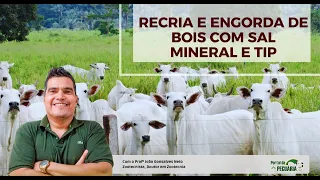 Breeding and fattening of cattle with mineral salt and TIP