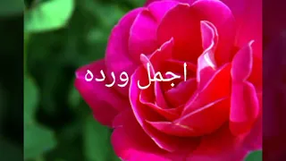 اجمل ورود في العالم   دندنها