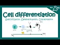 Cell differentiation Fate specification Specification vs determination Developmental biology