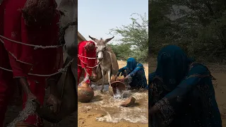 يعتمد سكان ثار على الحمير في كل شيء  من جلب الماء إلى حمل الحطب  دندنها