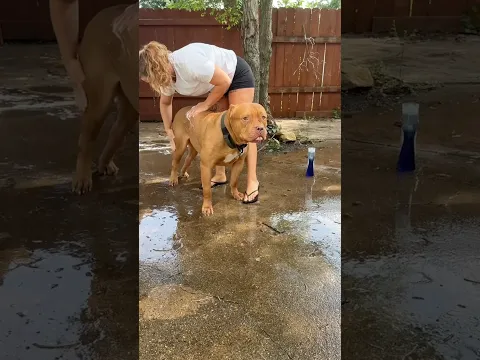 Buster gets a bath #americanbully #dogsofyoutube
