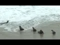 California Coastal Commission considers closing La Jolla Cove to protect sea lions NBC 7