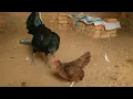 Bantam vs Australorp Size Behavior Interaction Backyard Chickens