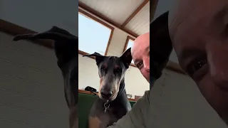 #fyp #dream #doberman #pets #youtube