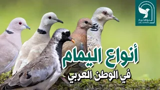 خمسة انواع من اليمام في فيديو واحد يمامة النخيل واليمامة المطوقة والقمري والحمحم المطوقة الافريقية 