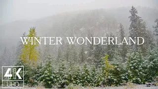 10 HOURS Of Snow Falling On Forest Trees 4K TV Screensaver With Wintertime Scenery 