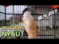 Lagu burung cendet gacor EMOSI MATERI JUARA buat PANCINGAN CENDET AGAR BUNYI bikin BURUNG PENTET GACOR
