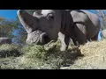How rhinos eat
